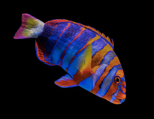 AUSTRALIAN HARLEQUIN TUSKFISH