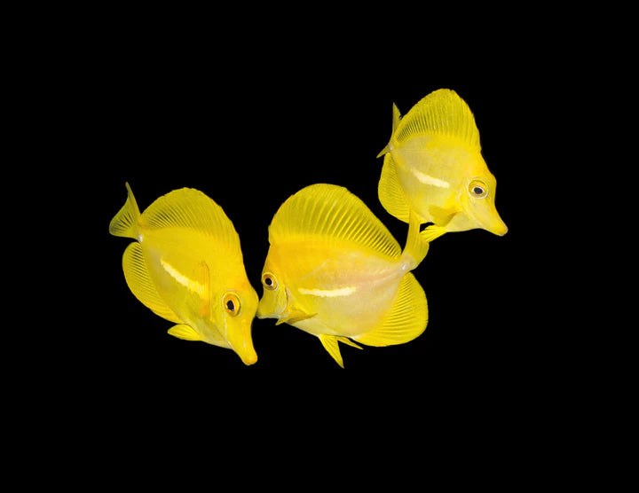 (BIOTA) YELLOW TANG