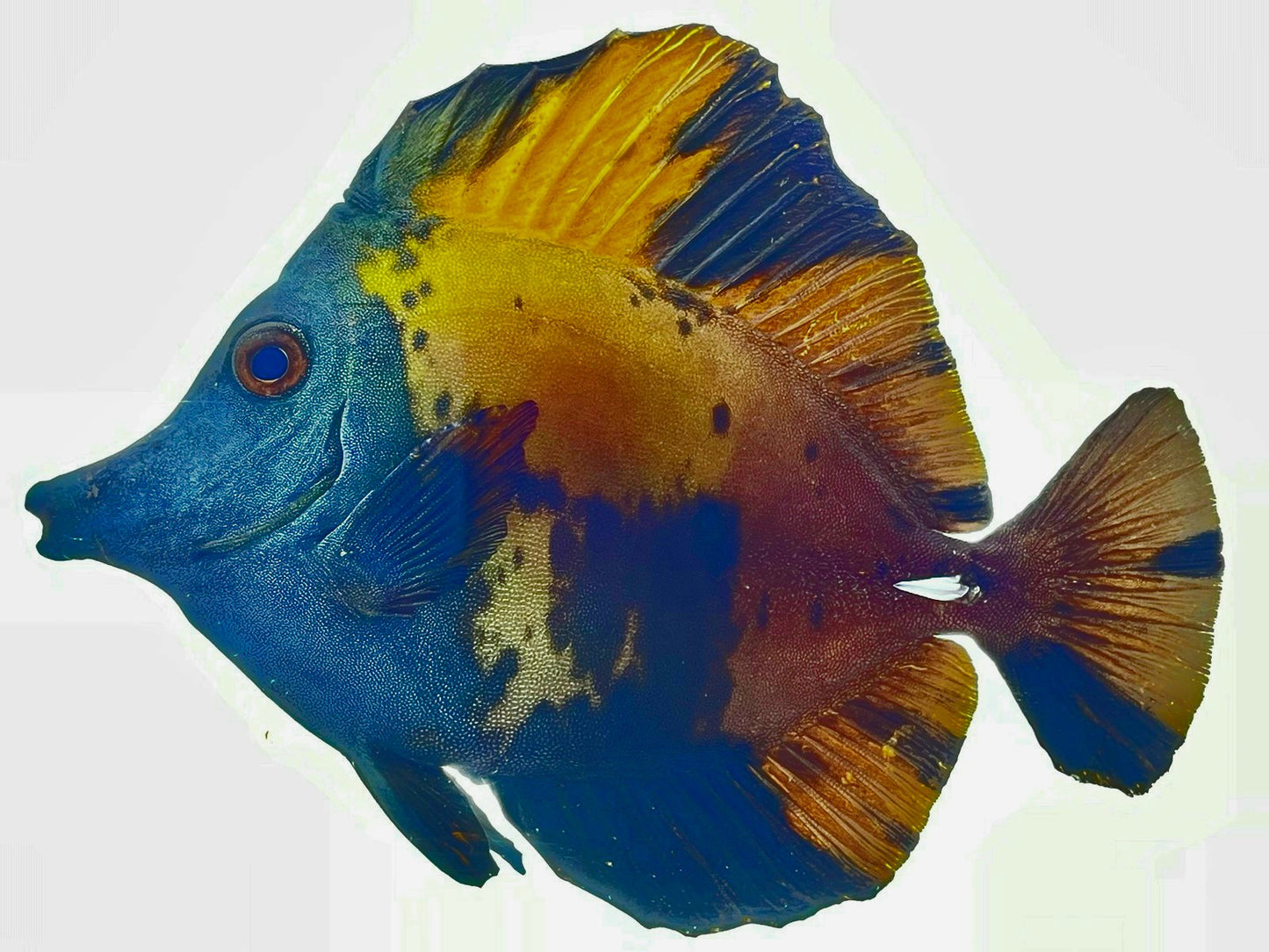 BLUE FACE SCOPAS TANG