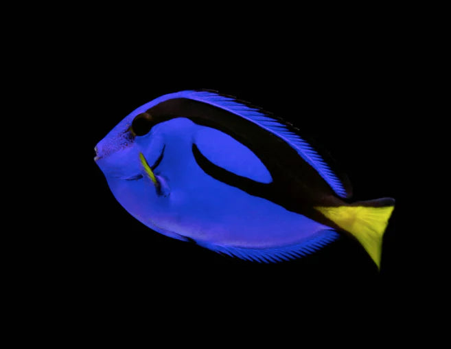 BLUE TANG