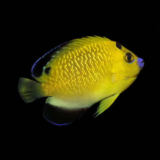 GOLDFLAKE ANGELFISH CAPTIVE BRED- BIOTA