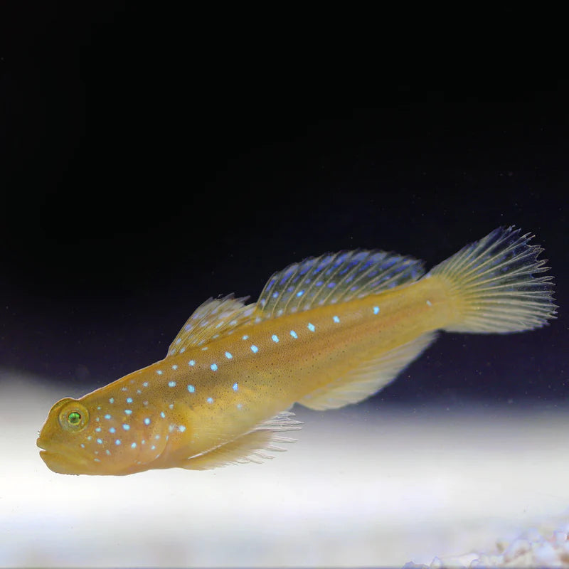 YELLOW WATCHMAN GOBY BIOTA