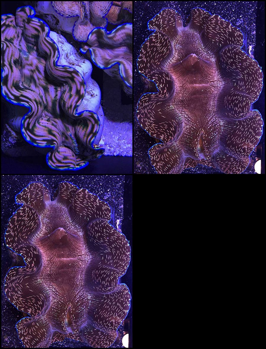 DERASA CLAM 4" BIOTA